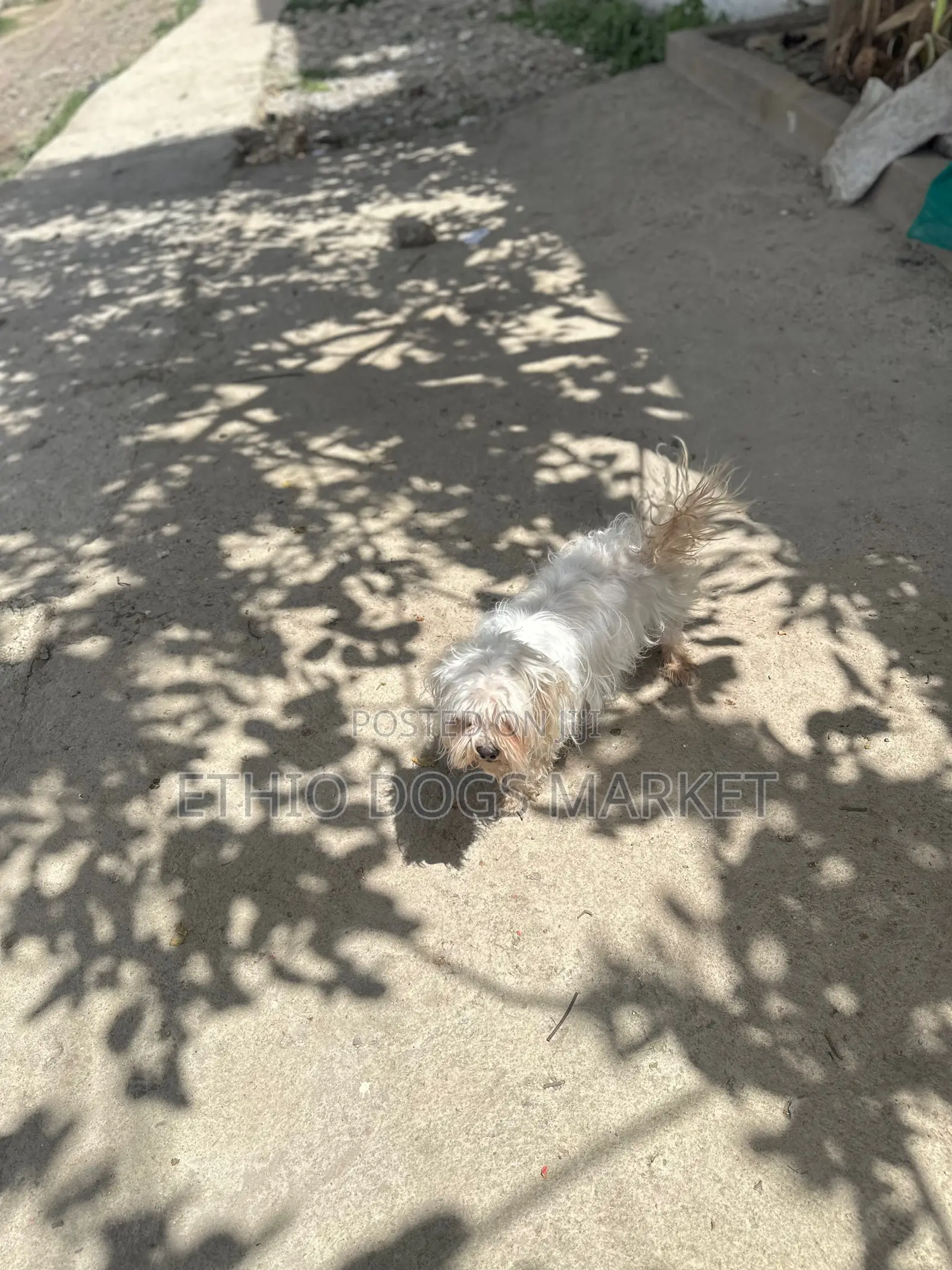 1+ year Female Purebred Maltese