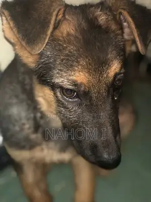 1-3 months Male Purebred German Shepherd