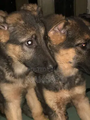 1-3 months Male Purebred German Shepherd