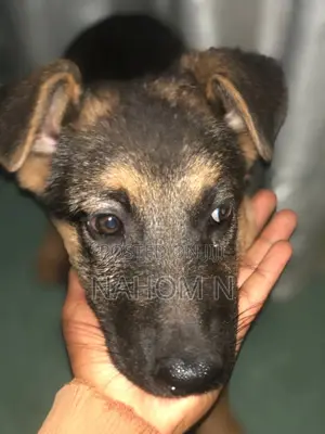 1-3 months Male Purebred German Shepherd