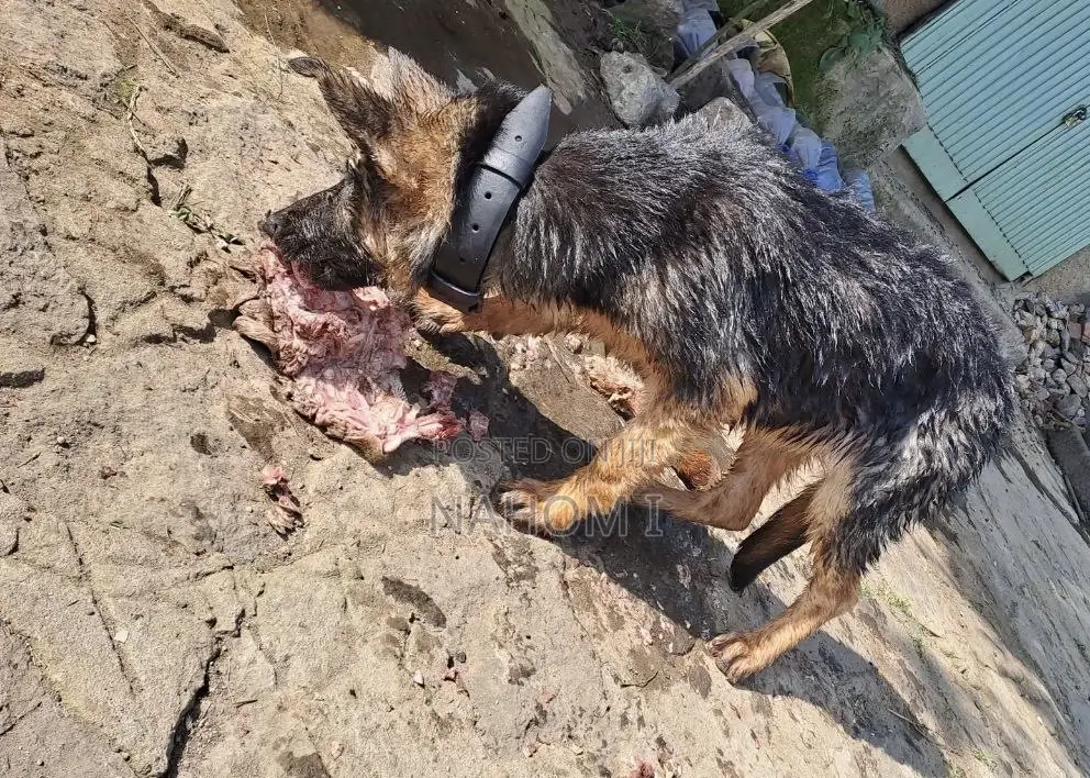 1-3 months Male Purebred German Shepherd