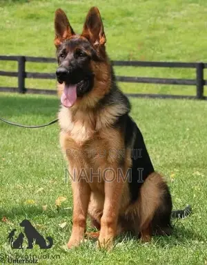 1-3 months Male Mixed Breed German Shepherd