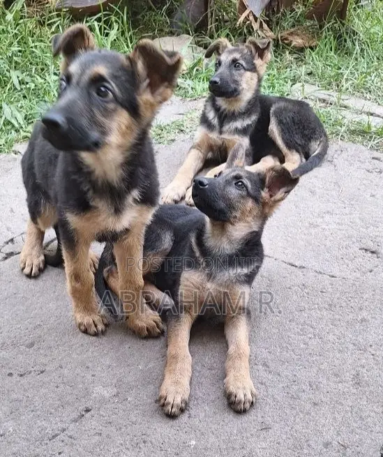 1-3 months Male Purebred German Shepherd