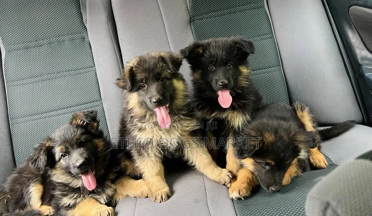 1-3 months Male Purebred German Shepherd