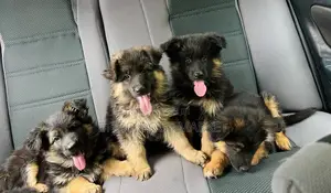 1-3 months Male Purebred German Shepherd