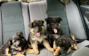 1-3 months Male Purebred German Shepherd