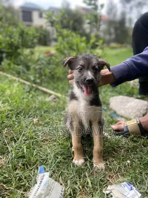 1-3 months Female Mixed Breed German Shepherd