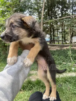 1-3 months Female Mixed Breed German Shepherd