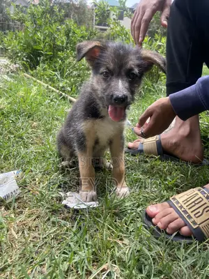 1-3 months Female Mixed Breed German Shepherd