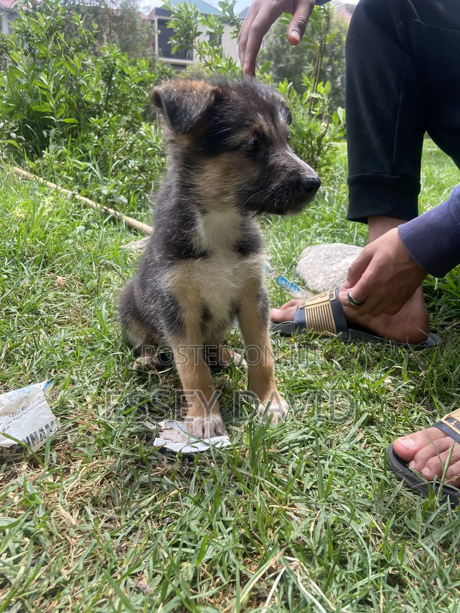 1-3 months Female Mixed Breed German Shepherd