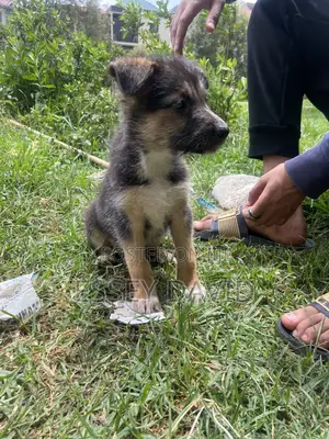 1-3 months Female Mixed Breed German Shepherd