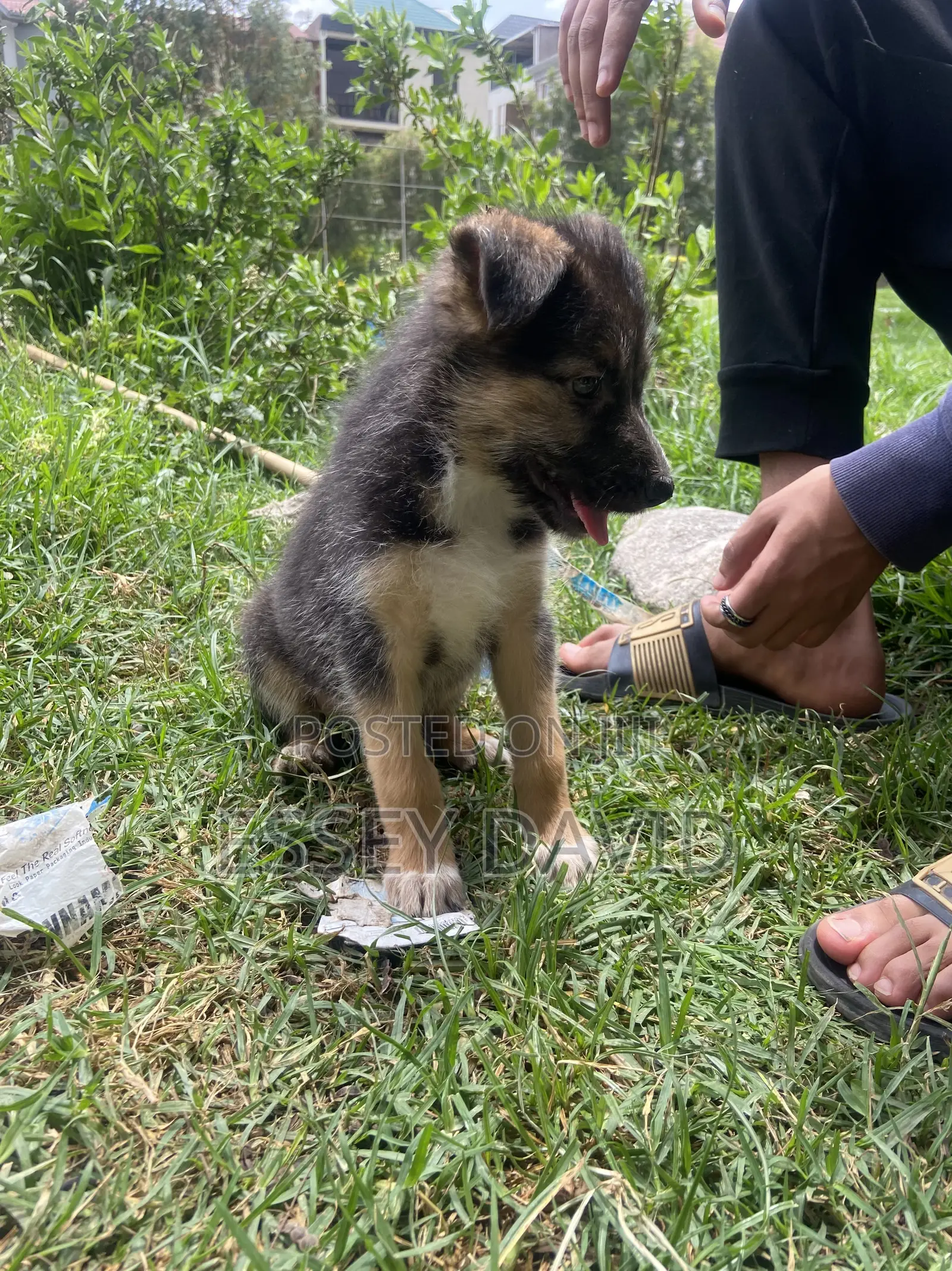 1-3 months Female Mixed Breed German Shepherd