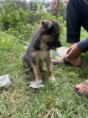 1-3 months Female Mixed Breed German Shepherd