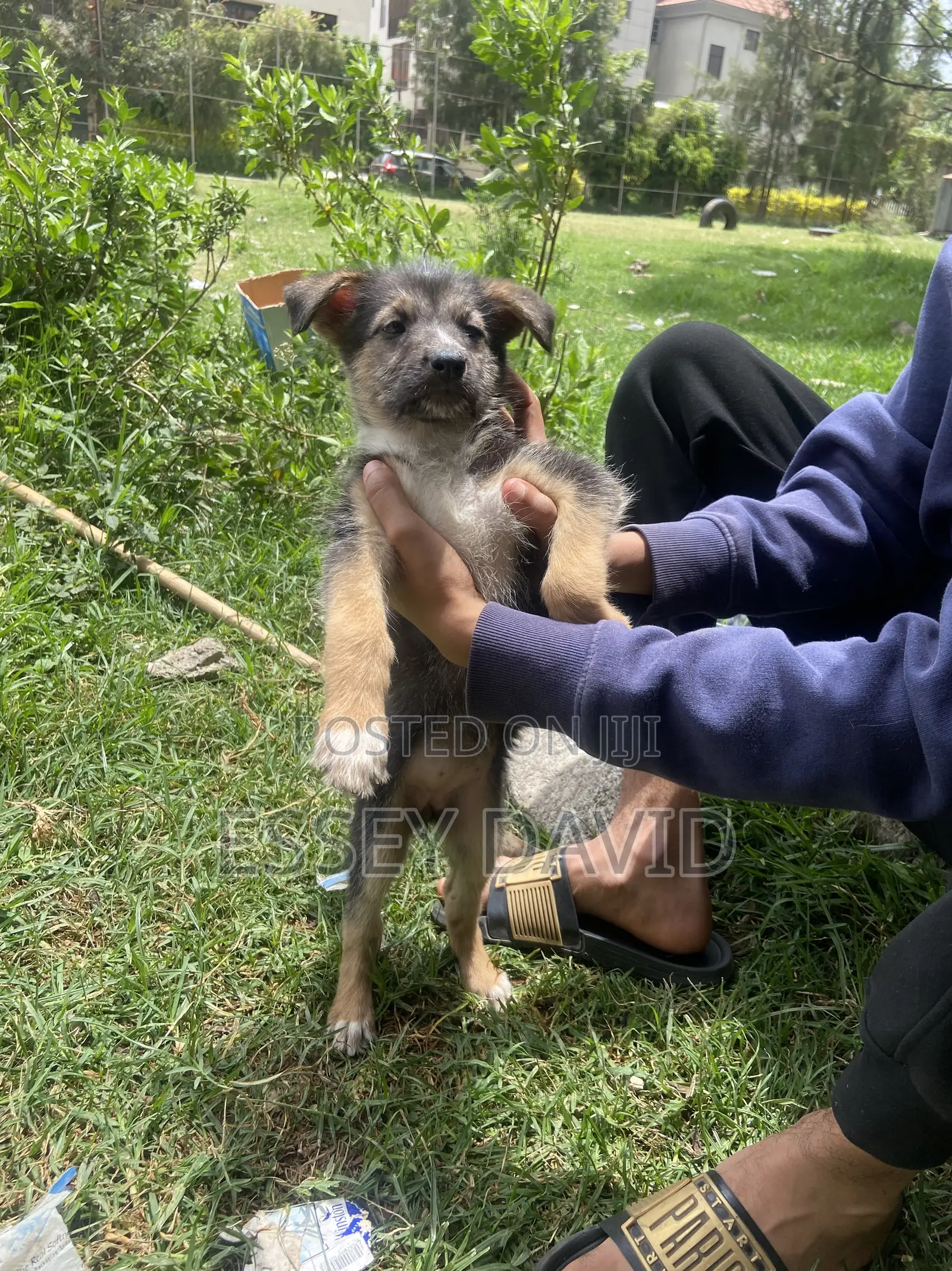 1-3 months Female Mixed Breed German Shepherd