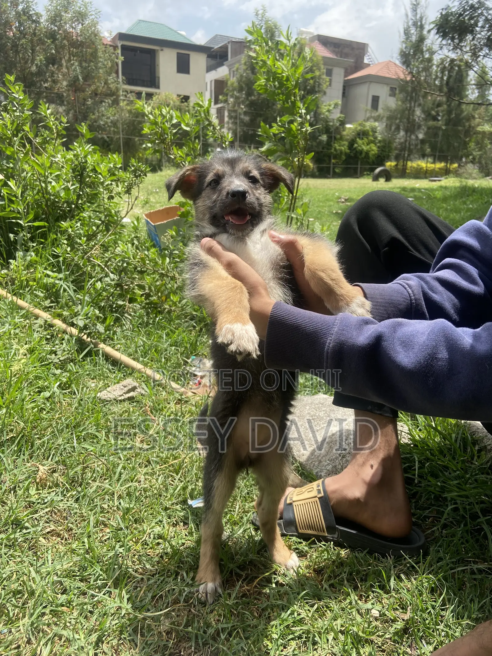 1-3 months Female Mixed Breed German Shepherd