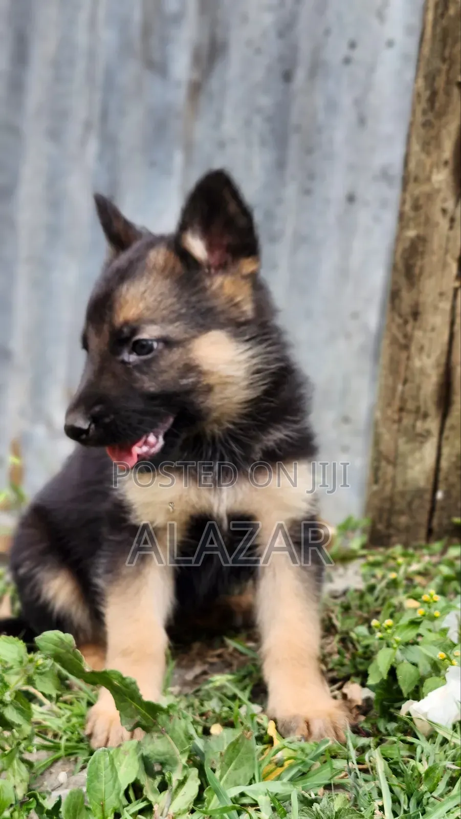1-3 months Male Purebred German Shepherd