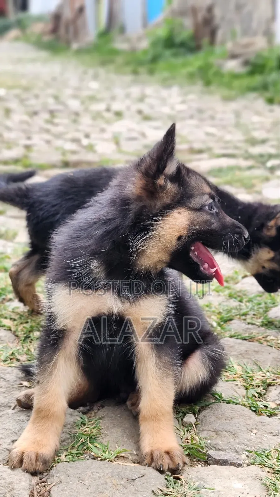 1-3 months Male Purebred German Shepherd