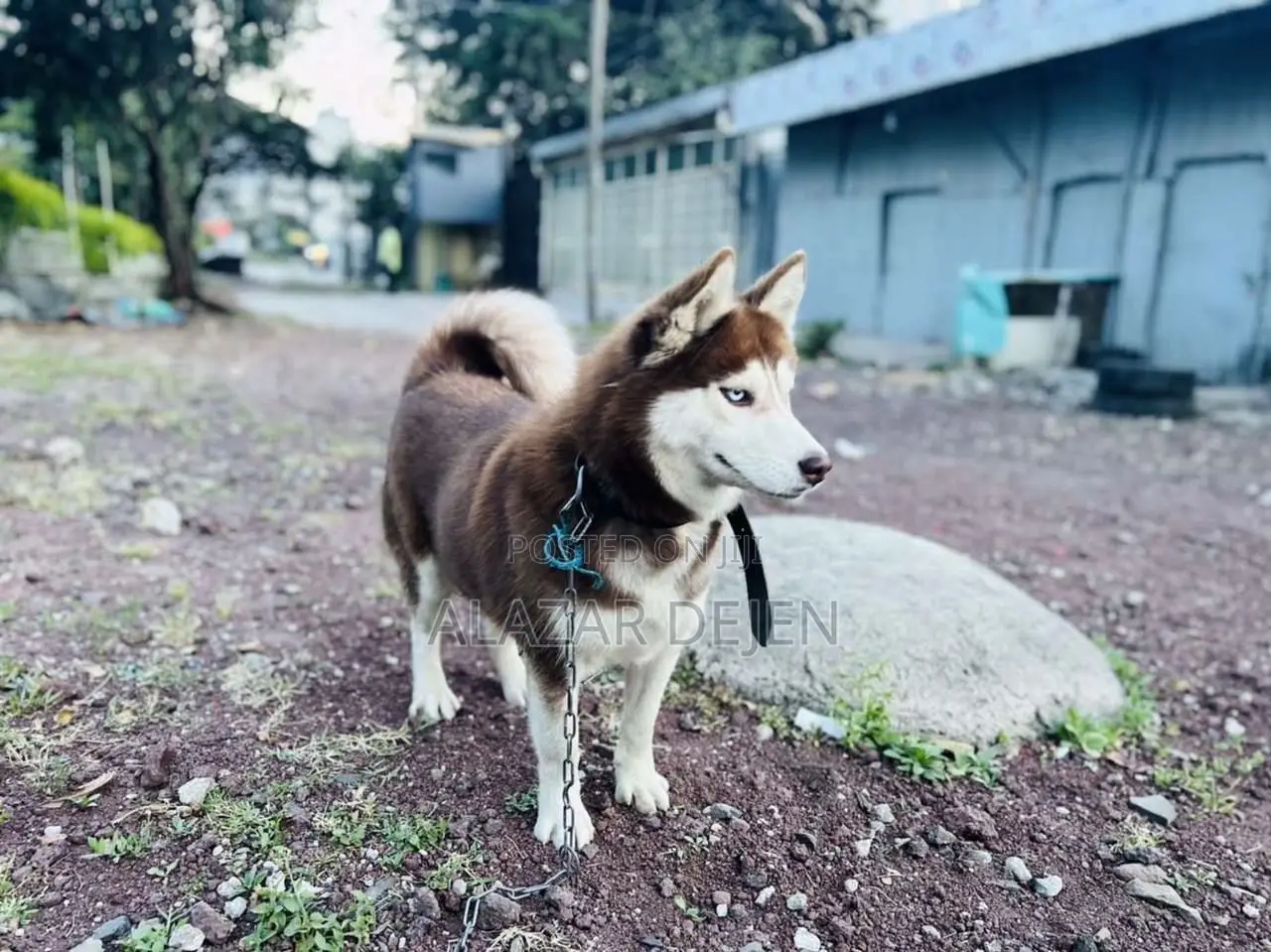 1+ year Female Purebred Siberian Husky