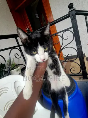 1-3 months Female Purebred Cat