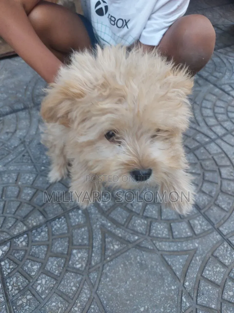 3-6 months Male Mixed Breed Maltese