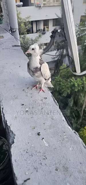 Pigeon Bird