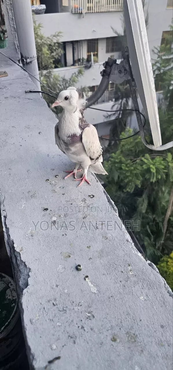 Pigeon Bird