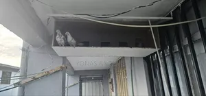 Pigeon Bird