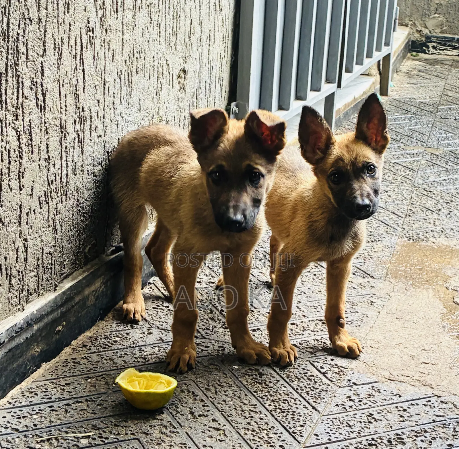 1-3 months Male Mixed Breed German Shepherd