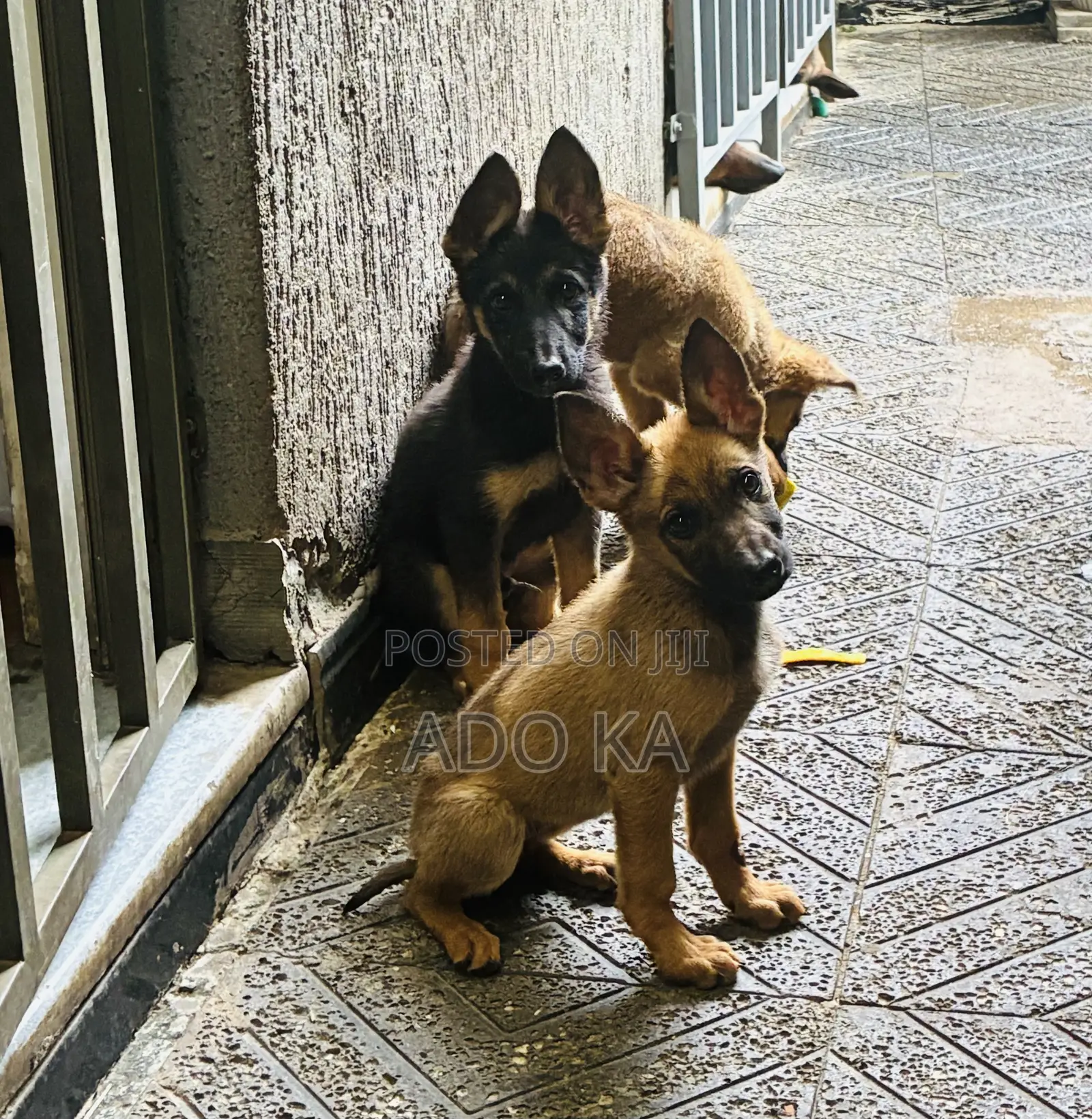 1-3 months Male Mixed Breed German Shepherd