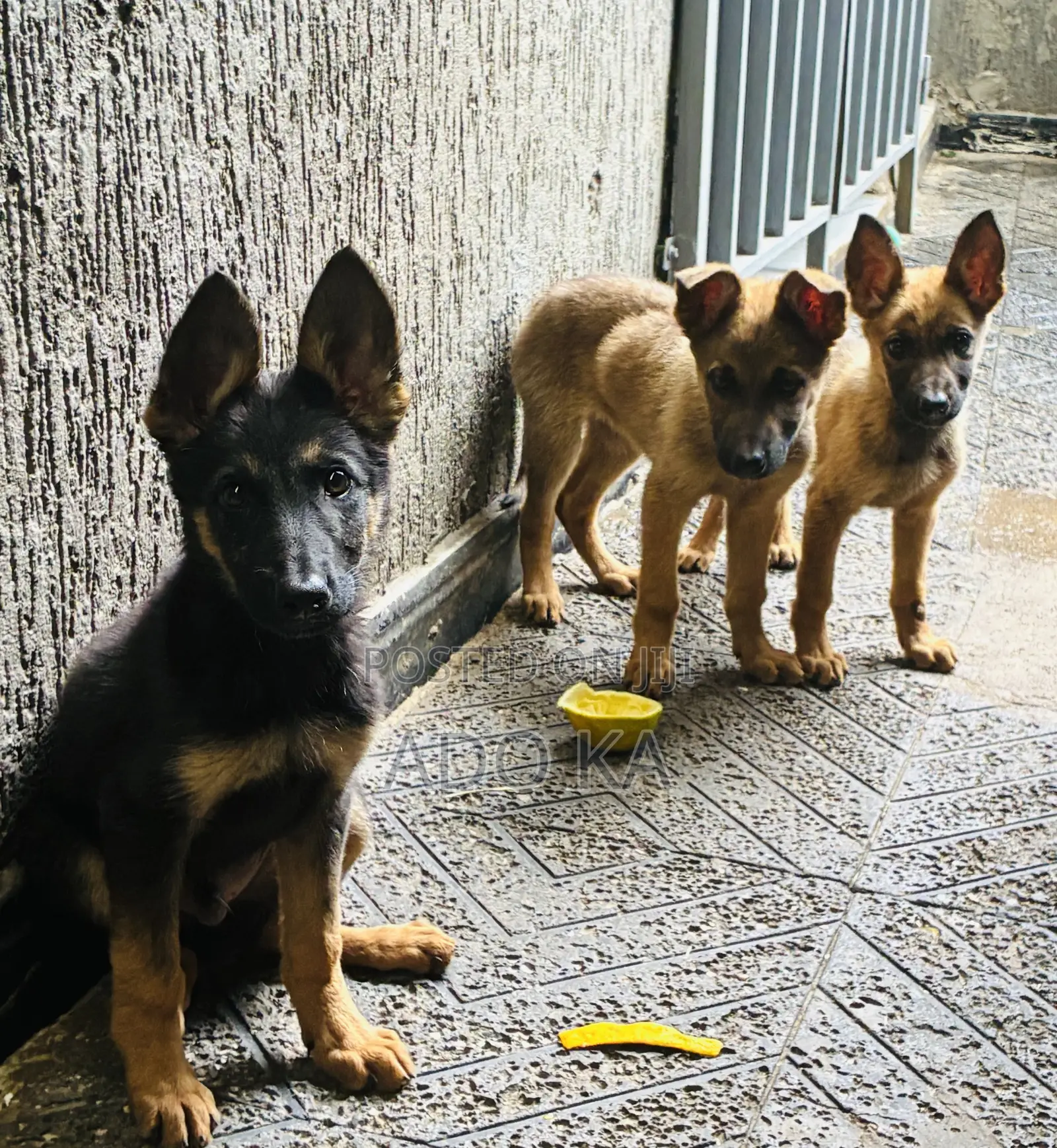 1-3 months Male Mixed Breed German Shepherd