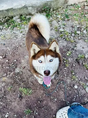 6-12 months Female Purebred Siberian Husky