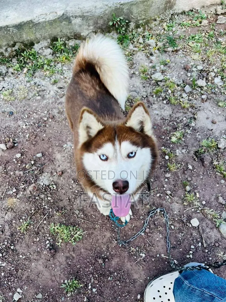 6-12 months Female Purebred Siberian Husky