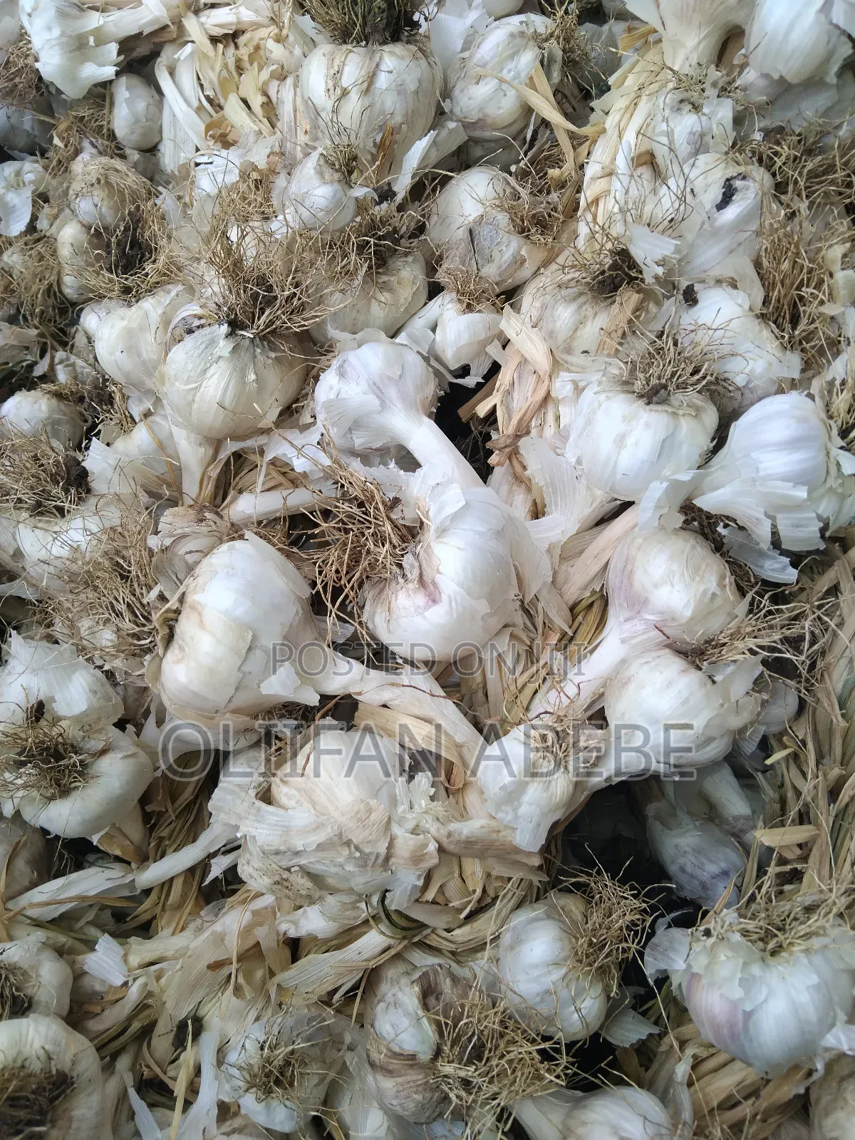 Garlic Seed for Sale
