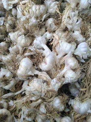 Garlic Seed for Sale