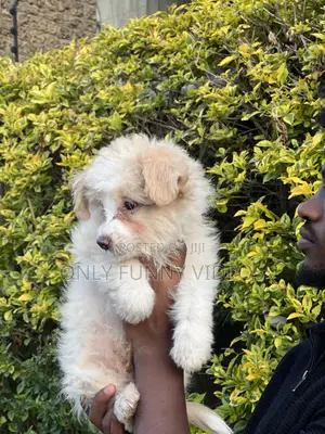 1-3 months Male Purebred Maltese