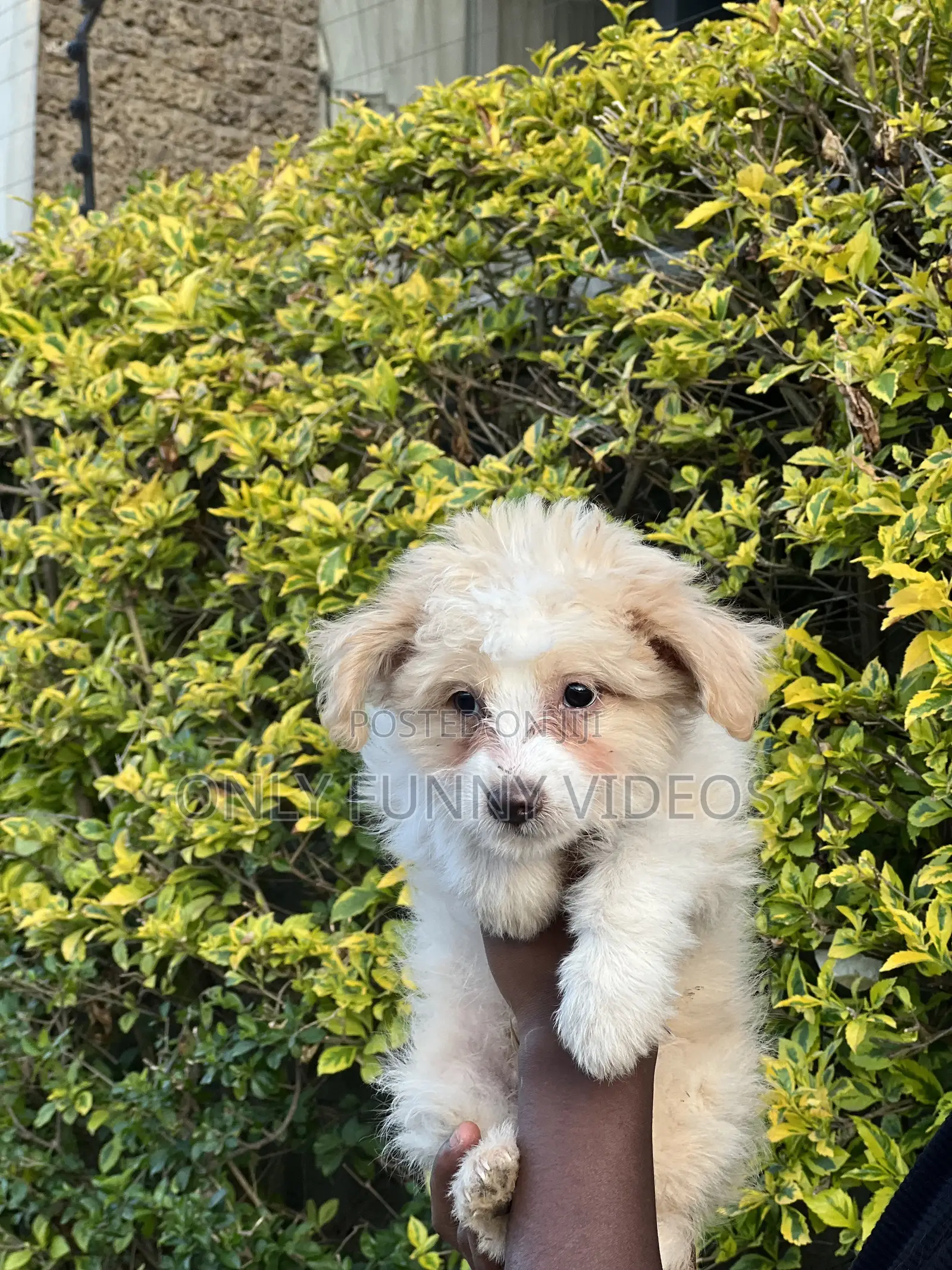 1-3 months Male Purebred Maltese
