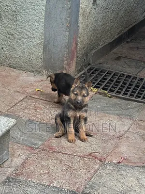 1-3 months Male Purebred German Shepherd