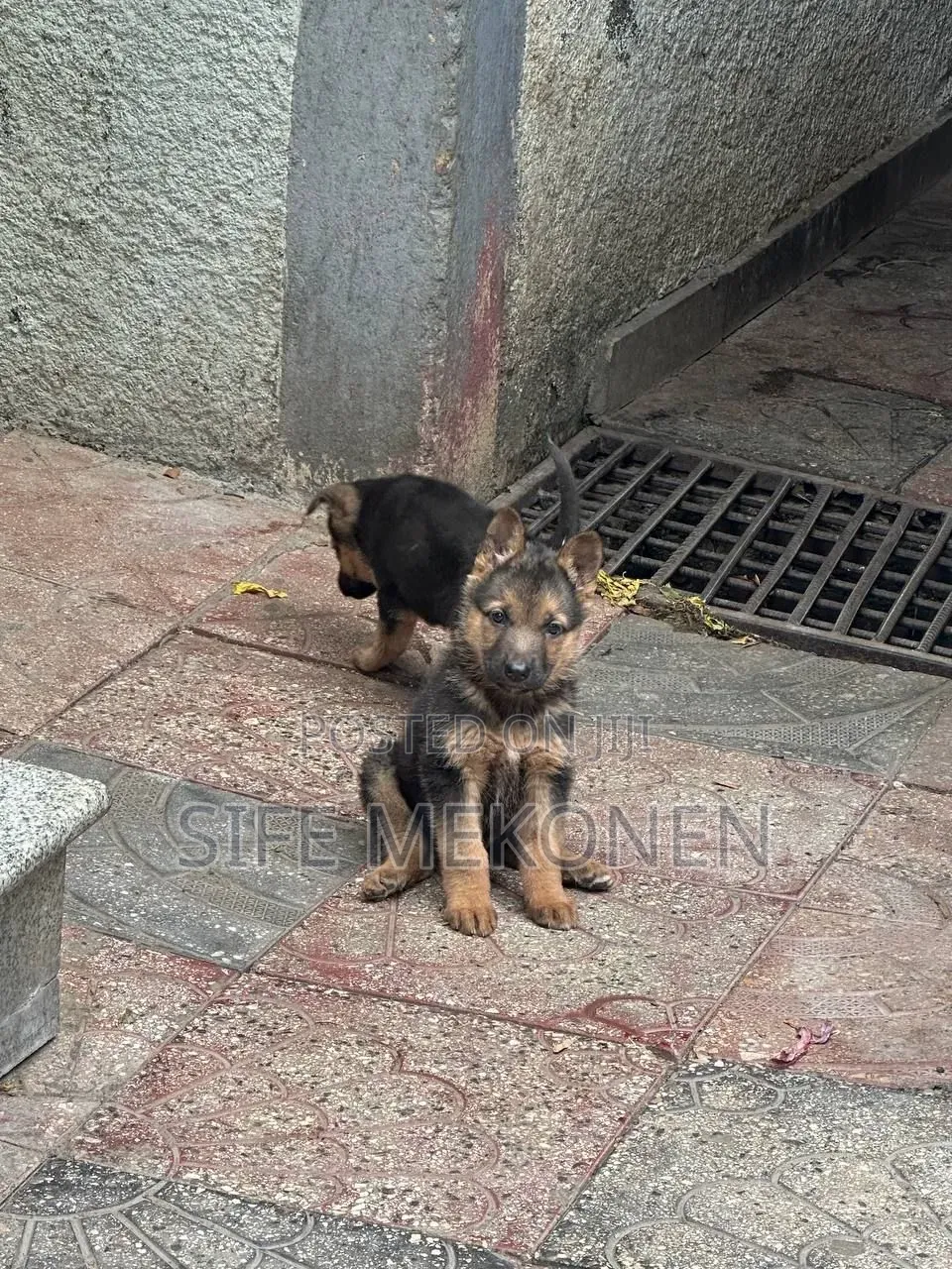 1-3 months Male Purebred German Shepherd