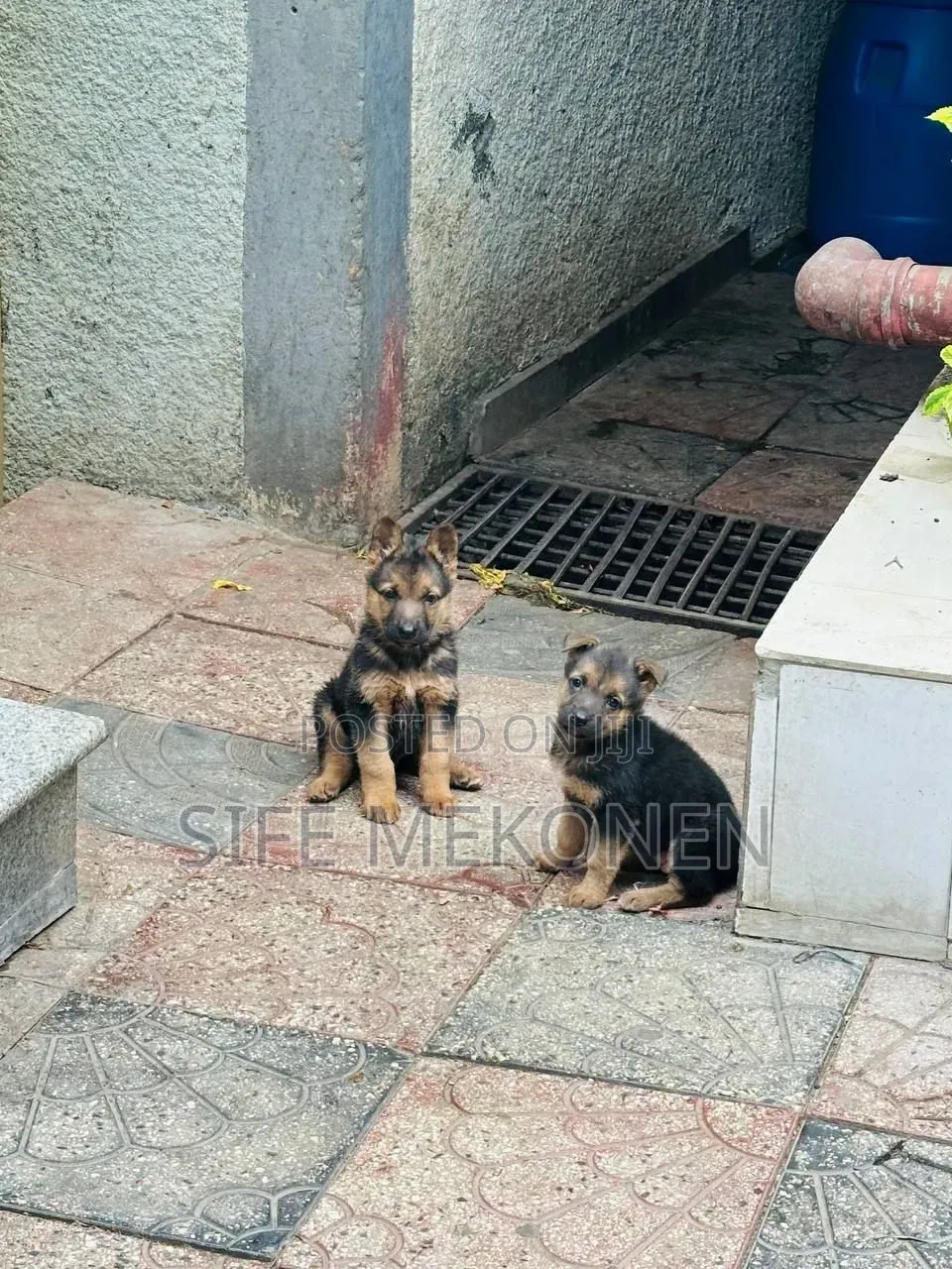 1-3 months Male Purebred German Shepherd