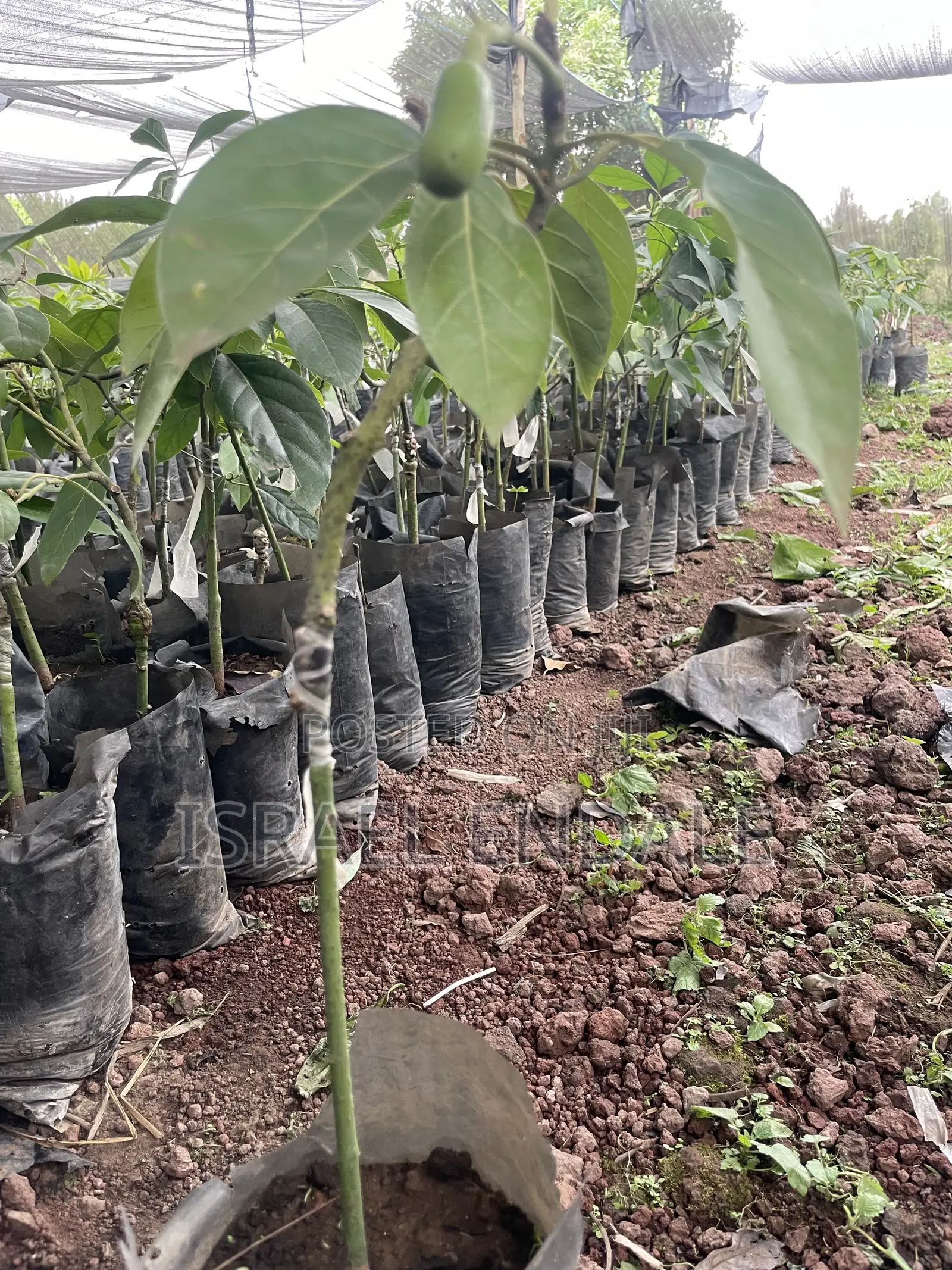 Hybrid Avocados