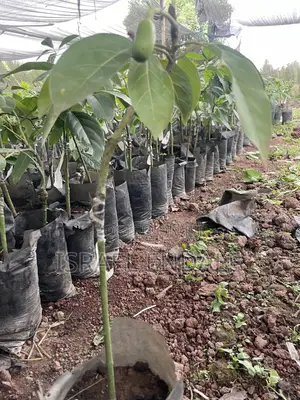 Hybrid Avocados