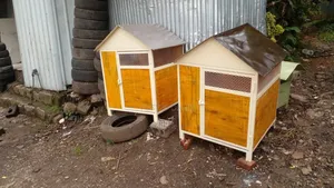 Dog Houses