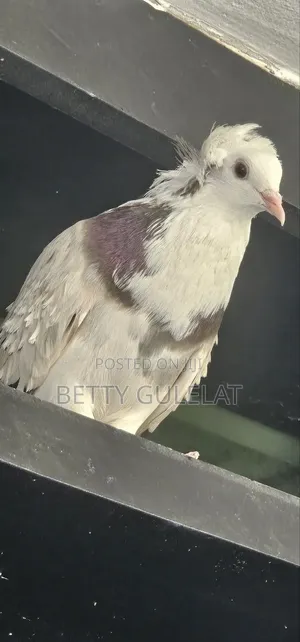 Bird Bird Home