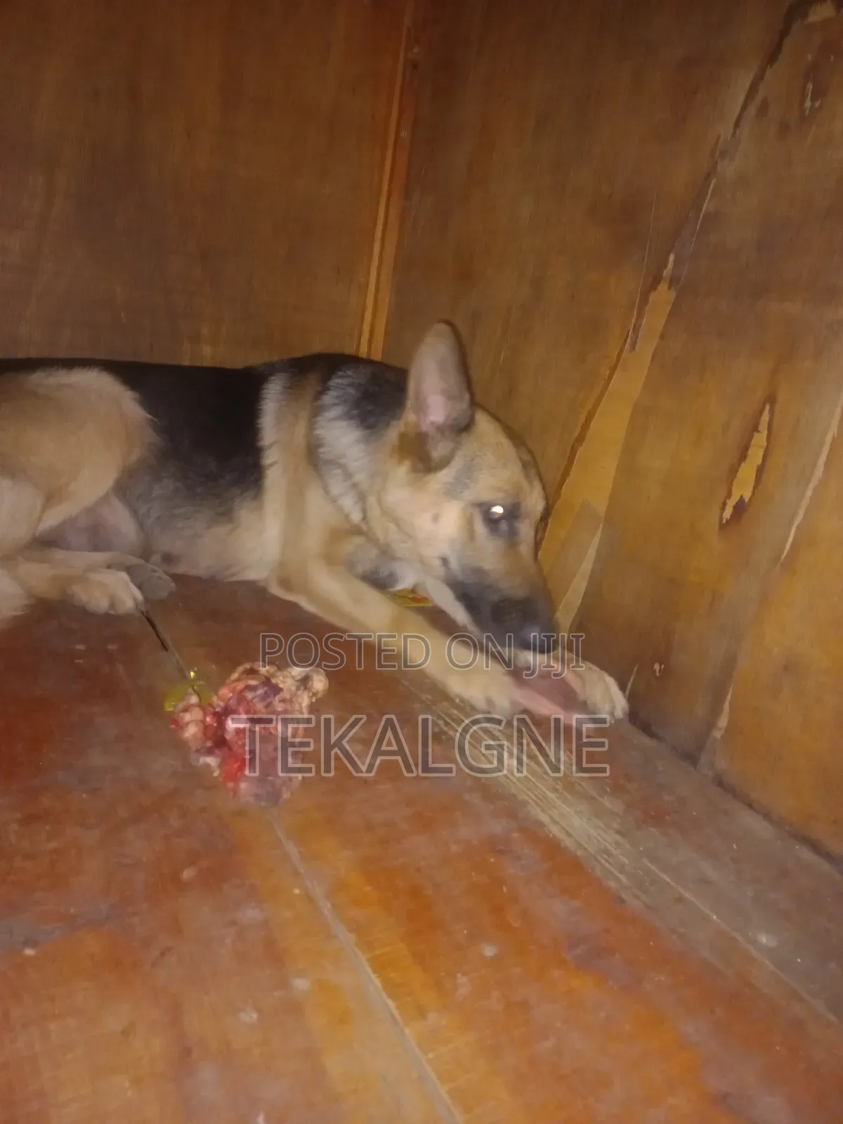1+ year Female Purebred German Shepherd