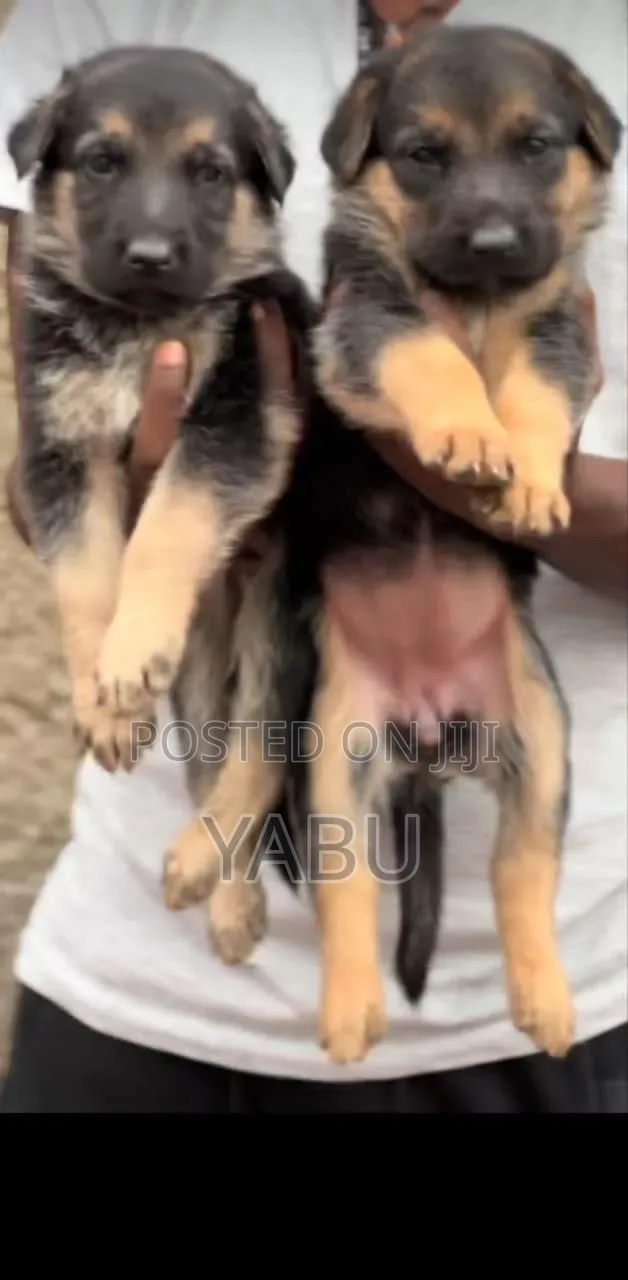3-6 months Male Purebred German Shepherd