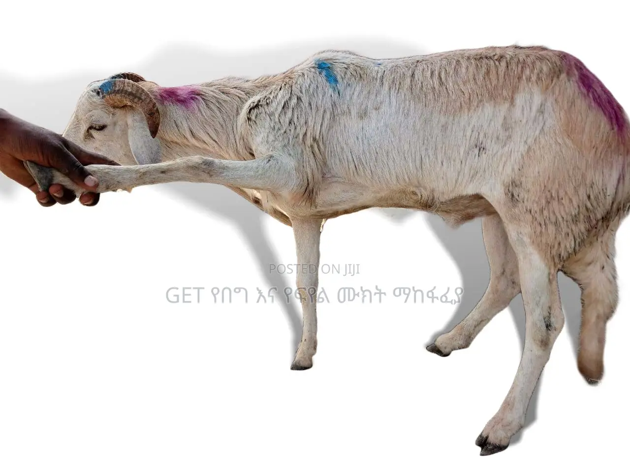 የበግ ሙክት ግንቦት 21-2018 ዓ.ም