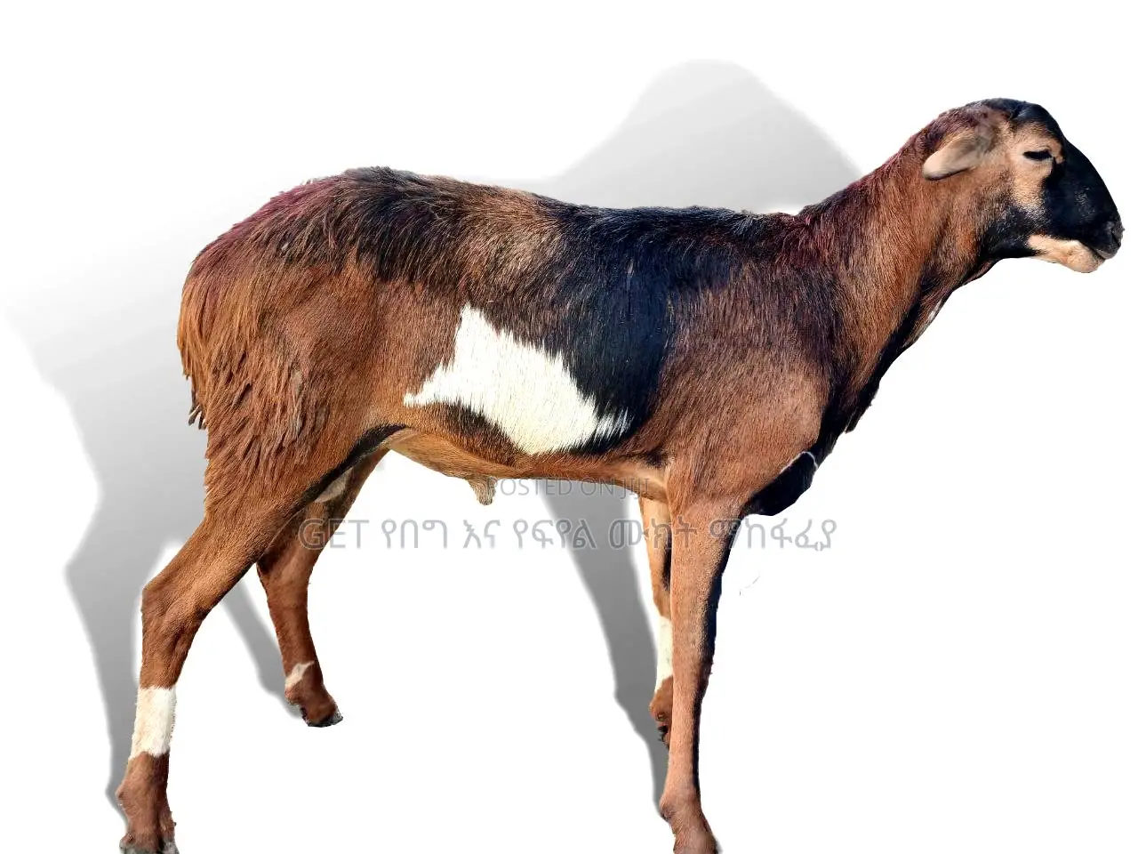 የስጋ በግ አሁኑኑ ይደውሉ