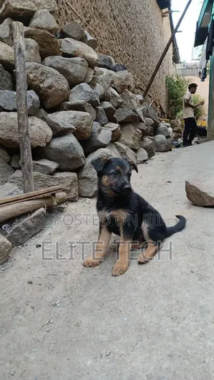 1-3 months Male Purebred German Shepherd