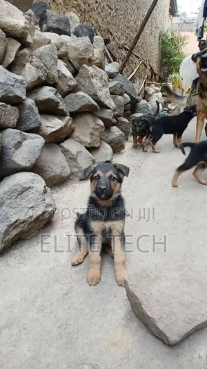 1-3 months Male Purebred German Shepherd