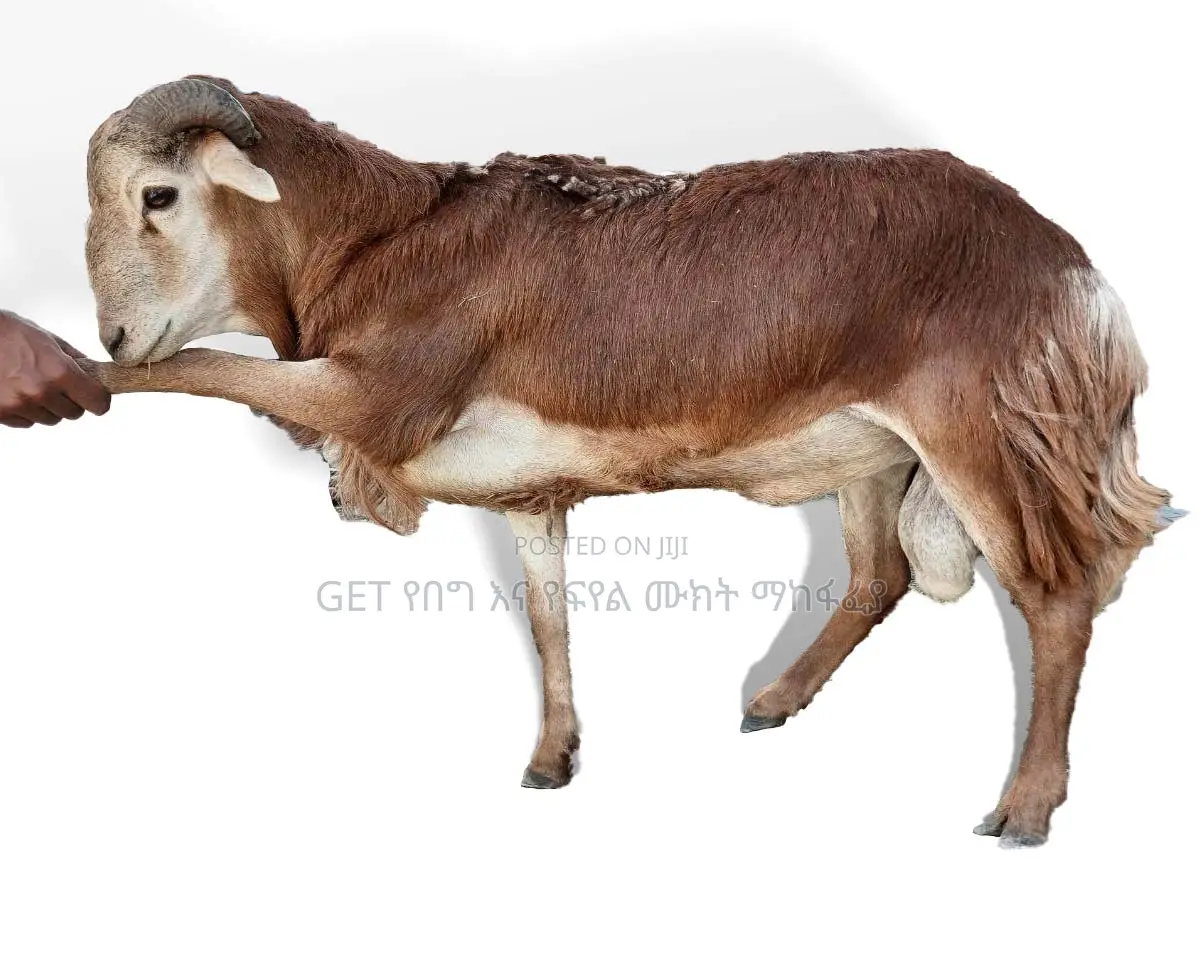 የደለበ የበግ ሙክት ከቤቱ